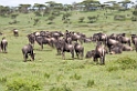 Ndutu Gnu flok02